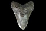 Fossil Megalodon Tooth - South Carolina #95297-1